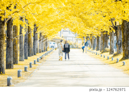 ＜学びの森＞イチョウ並木の下で散布 124762971