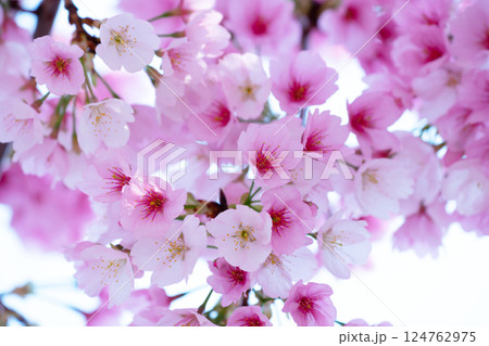 開花したばかりの桜 開花したばかりの桜 124762975