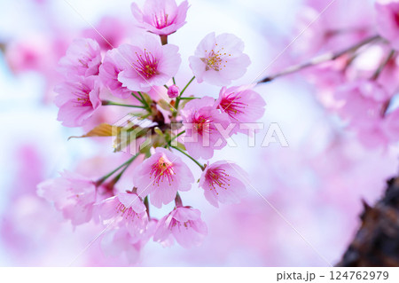開花したばかりの桜 開花したばかりの桜 124762979