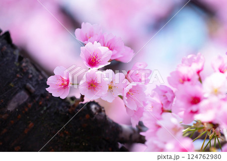 開花したばかりの桜 開花したばかりの桜 124762980