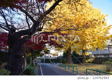 杉並・浜田山・柏の宮公園横の銀杏の黄葉 124762983
