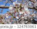青空に映える満開の桜 124763061