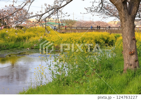 桜と菜の花(千葉県松戸市国分川) 桜と菜の花(千葉県松戸市国分川) 124763227