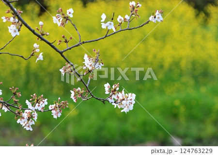 桜と菜の花（千葉県松戸市国分川） 124763229