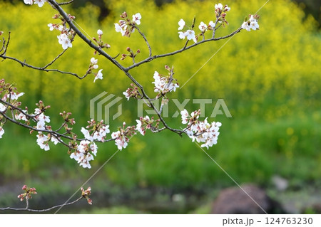 桜と菜の花(千葉県松戸市国分川) 桜と菜の花(千葉県松戸市国分川) 124763230