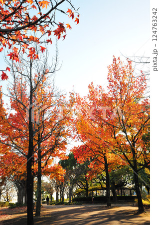 あいち健康の森公園の紅葉 124763242