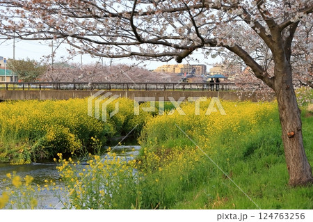 桜と菜の花(千葉県松戸市国分川) 桜と菜の花(千葉県松戸市国分川) 124763256