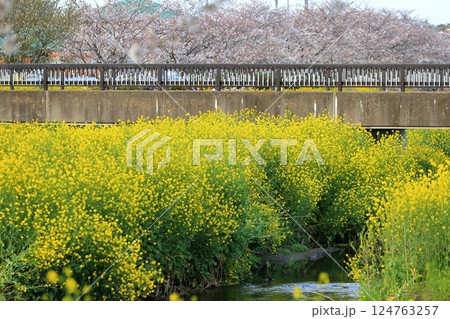 桜と菜の花(千葉県松戸市国分川) 桜と菜の花(千葉県松戸市国分川) 124763257