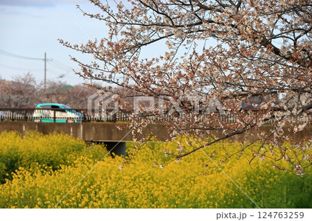 桜と菜の花(千葉県松戸市国分川) 桜と菜の花(千葉県松戸市国分川) 124763259