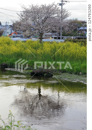 桜と菜の花（千葉県松戸市国分川） 124763260