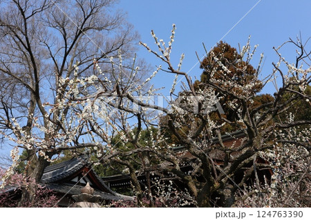 しだれ梅咲き誇る京都城南宮の春の日 124763390