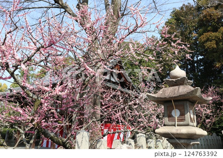 しだれ梅咲き誇る京都城南宮の春の日 しだれ梅咲き誇る京都城南宮の春の日 124763392