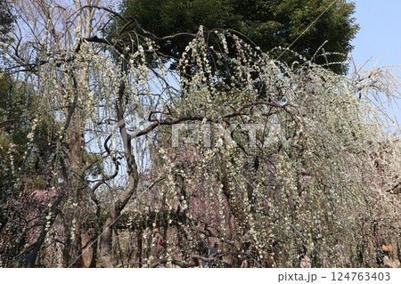 しだれ梅咲き誇る京都城南宮の春の日 124763403