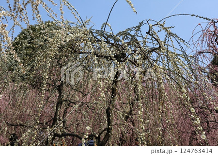 しだれ梅咲き誇る京都城南宮の春の日 124763414