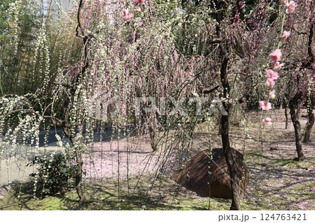 しだれ梅咲き誇る京都城南宮の春の日 しだれ梅咲き誇る京都城南宮の春の日 124763421