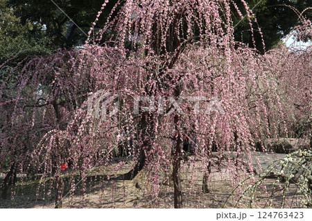 しだれ梅咲き誇る京都城南宮の春の日 124763423