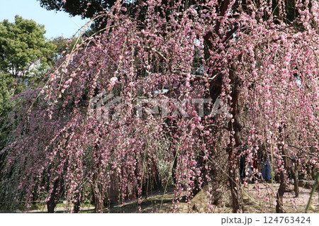しだれ梅咲き誇る京都城南宮の春の日 しだれ梅咲き誇る京都城南宮の春の日 124763424