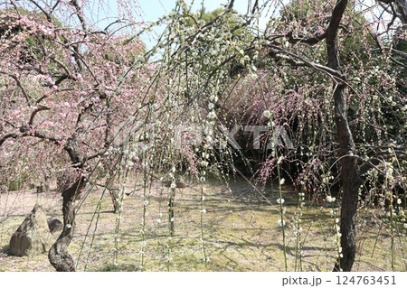 しだれ梅咲き誇る京都城南宮の春の日 124763451