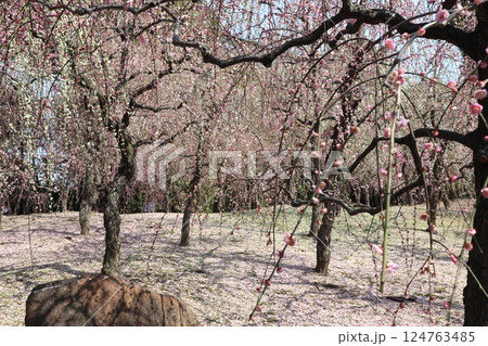 しだれ梅咲き誇る京都城南宮の春の日 124763485