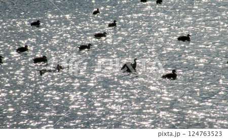 北帰行まじかの冬鳥たち(薩摩川内市一級河川) 北帰行まじかの冬鳥たち(薩摩川内市一級河川) 124763523