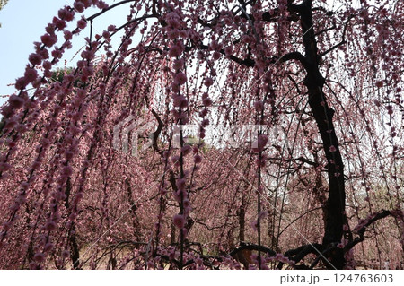 しだれ梅咲き誇る京都城南宮の春の日 124763603