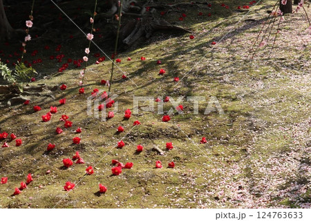 しだれ梅咲き誇る京都城南宮の春の日 しだれ梅咲き誇る京都城南宮の春の日 124763633