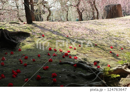 しだれ梅咲き誇る京都城南宮の春の日 124763647