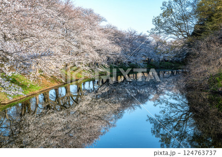 茨城県つくばみらい市　桜満開の福岡堰 124763737