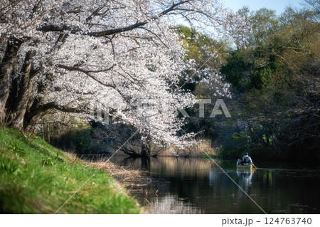 茨城県つくばみらい市 桜満開の福岡堰 茨城県つくばみらい市 桜満開の福岡堰 124763740