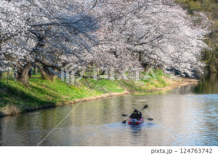 茨城県つくばみらい市　桜満開の福岡堰 124763742