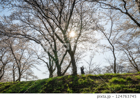 茨城県つくばみらい市　桜満開の福岡堰 124763745