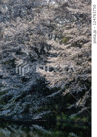 茨城県つくばみらい市　桜満開の福岡堰 124763750