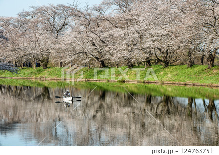 茨城県つくばみらい市　桜満開の福岡堰 124763751