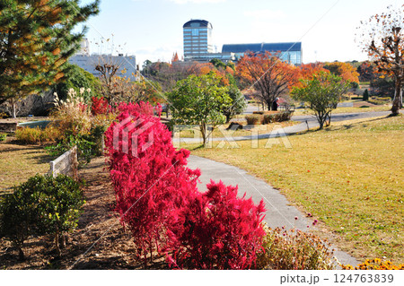 あいち健康の森公園の紅葉 あいち健康の森公園の紅葉 124763839
