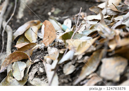 落ち葉に擬態するクロコノマチョウ(黒木間蝶) 落ち葉に擬態するクロコノマチョウ(黒木間蝶) 124763876