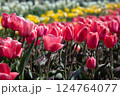 鮮やかな春の花畑（チューリップ） 124764077