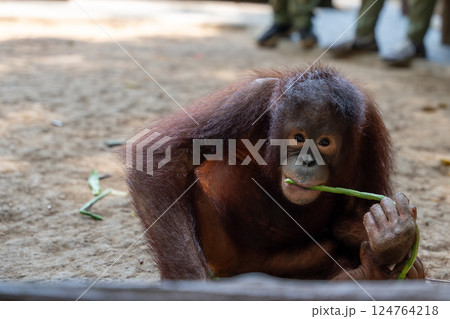 草を食べている子供のオラウータン 124764218