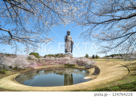 茨城県阿見町　満開の桜と牛久大仏 124764228