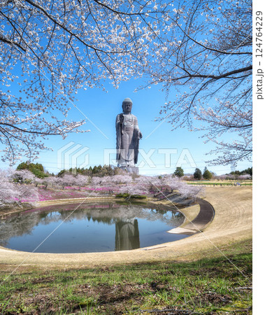 茨城県阿見町　満開の桜と牛久大仏 124764229