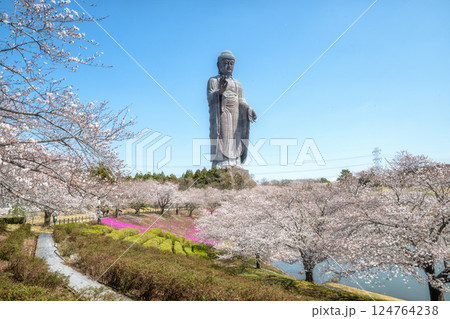 茨城県阿見町　満開の桜と牛久大仏 124764238