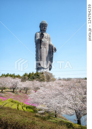 茨城県阿見町　満開の桜と牛久大仏 124764239