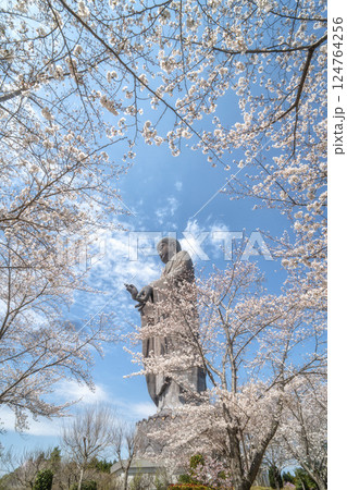 茨城県阿見町　満開の桜と牛久大仏 124764256