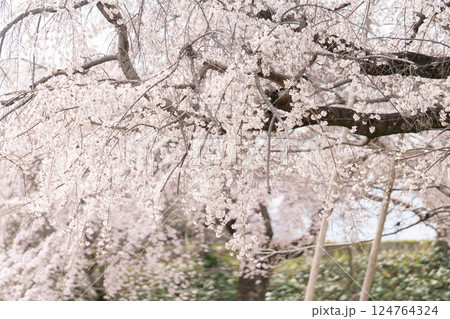 枝垂れ桜の花が揺れる④ 124764324