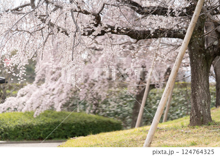 枝垂れ桜の花が揺れる③ 枝垂れ桜の花が揺れる③ 124764325