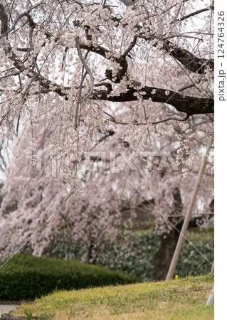 枝垂れ桜の花が揺れる② 枝垂れ桜の花が揺れる② 124764326
