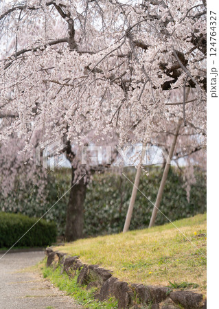 枝垂れ桜の花が揺れる① 枝垂れ桜の花が揺れる① 124764327