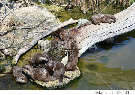 コツメカワウソ コツメカワウソ 124764430