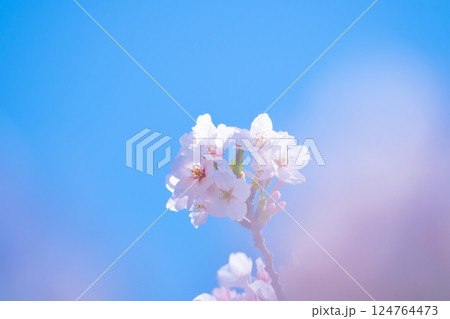 ソメイヨシノの背景素材 124764473
