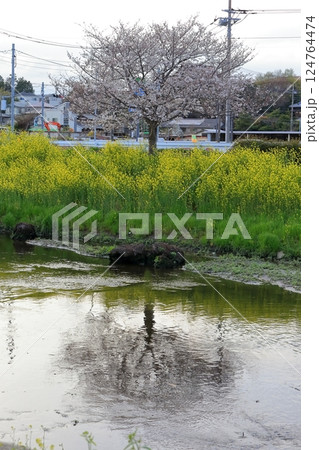 桜と菜の花(千葉県松戸市国分川) 桜と菜の花(千葉県松戸市国分川) 124764474