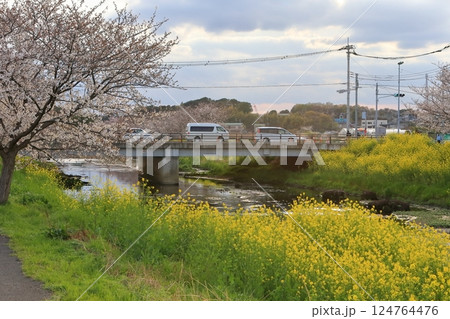 桜と菜の花(千葉県松戸市国分川) 桜と菜の花(千葉県松戸市国分川) 124764476